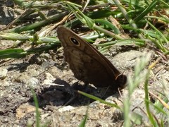 Cercyonis pegala boopis