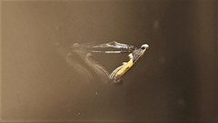 Caloptilia azaleella