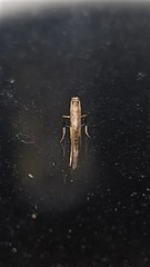 Caloptilia azaleella