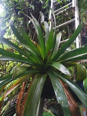 Guzmania undulatobracteata