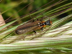Podabrus cavicollis