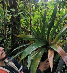 Guzmania undulatobracteata