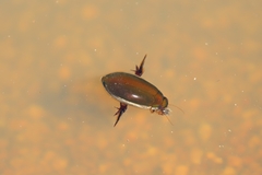 Cybister tripunctatus