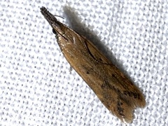 Dichomeris acuminatus