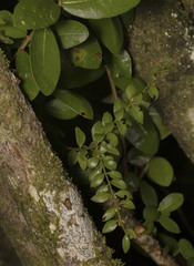 Lepidoceras chilense