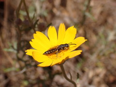 Krombeinopyga pumila