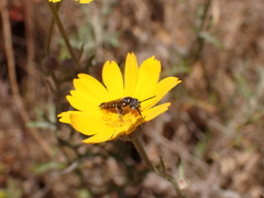 Krombeinopyga pumila