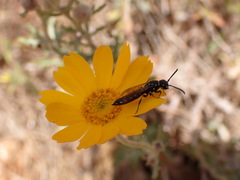 Krombeinopyga pumila