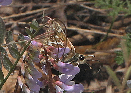 Cobweb Skipper photo 6