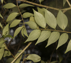 Griselinia ruscifolia