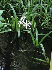 Crinum americanum