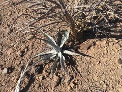 Agave sobria sobria