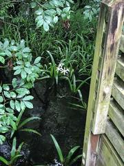Crinum americanum