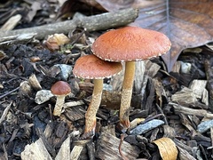 Stropharia formosa