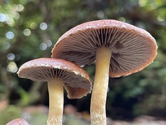 Stropharia formosa
