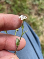 Arabis ciliata