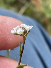 Arabis ciliata