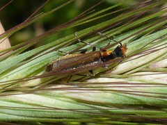 Podabrus cavicollis