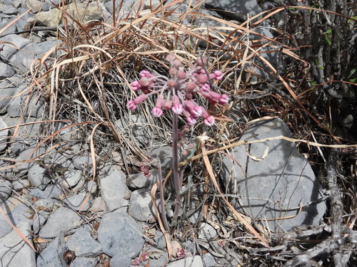 Image of Asclepias scaposa by (c) Leticia Jiménez Hernández, some rights reserved (CC BY-SA)