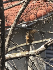 Sciurus niger