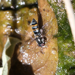 Pseudoscaeva diversifasciata