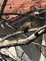 Sciurus niger
