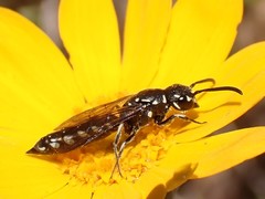 Krombeinopyga pumila