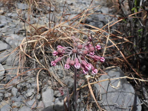 Image of Asclepias scaposa by (c) Leticia Jiménez Hernández, some rights reserved (CC BY-SA)