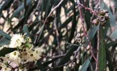 Eucalyptus odorata