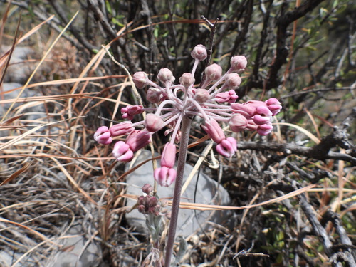 Image of Asclepias scaposa by (c) Leticia Jiménez Hernández, some rights reserved (CC BY-SA)