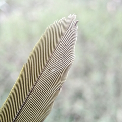 Psittaculidae