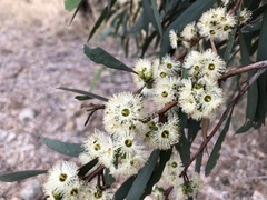 Eucalyptus odorata