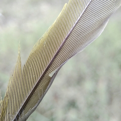 Psittaculidae