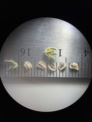 Cryptantha pterocarya pterocarya