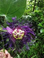Passiflora crassifolia