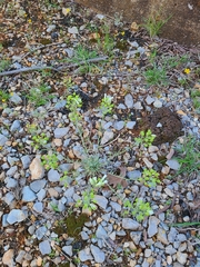 Physaria ovalifolia alba