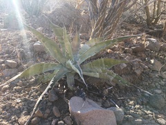 Agave sobria sobria