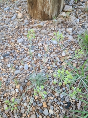 Physaria ovalifolia alba