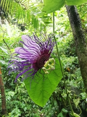 Passiflora crassifolia