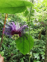 Passiflora crassifolia