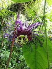 Passiflora crassifolia