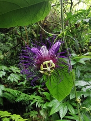 Passiflora crassifolia