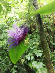 Passiflora crassifolia