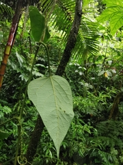 Passiflora crassifolia