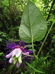 Passiflora crassifolia