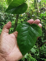 Passiflora crassifolia
