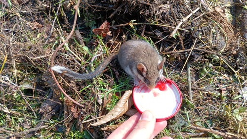 European Garden Dormouse, Trier-Nord, 54292 Trier, Germany, photo 9 of 10
