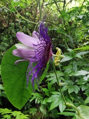 Passiflora crassifolia