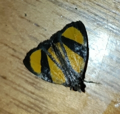 Phostria