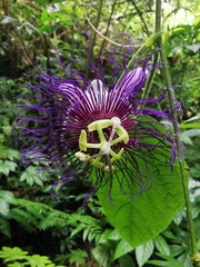 Passiflora crassifolia